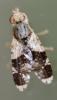 Tephritis formosa